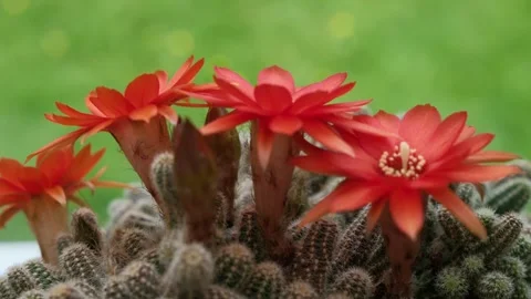 Vibrant Red Peanut Cactus Flowers Blooming in Rotation Against Green Background Video stock 336169171