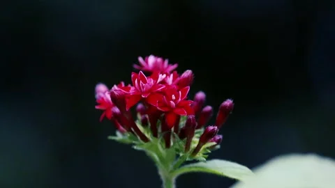 Vibrant Red Pentas Star Flowers Cluster Macro Close-up on Dark Background Stock Footage 334783487