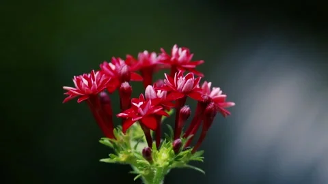 Vibrant Red Pentas Star Flowers Cluster Macro Close-up on Dark Background Stockbeeldmateriaal 334783499