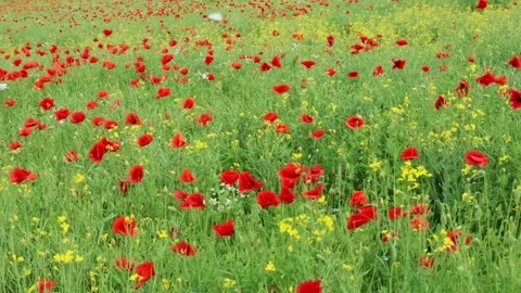 Vibrant red poppies bloom in a sunlit meadow Stock Footage 336535003