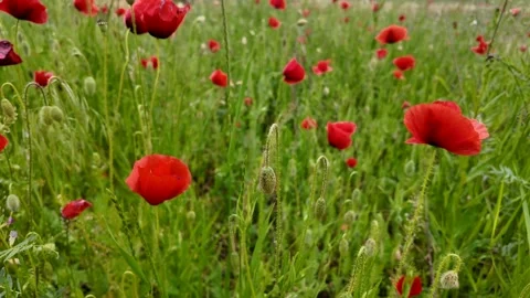 Vibrant Red Poppies Stock Footage 312945680