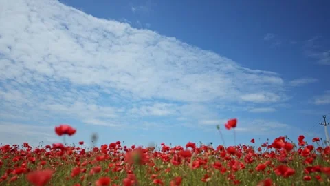 Vibrant red poppies move in soft wind under a wide, sunny sky. Stock Footage 311947787