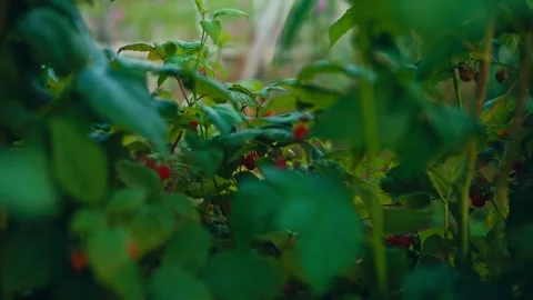 The Vibrant Red Raspberries Peek Through the Thick Green Foliage - Defocused Stock Footage 333291872