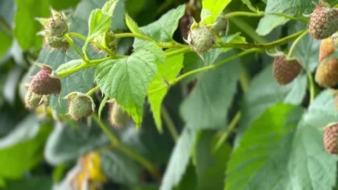 A vibrant red raspberry and unripe berries wave gently in the wind on a leafy gr Stock Footage 331670570