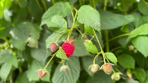 A vibrant red raspberry and unripe berries wave gently in the wind on a leafy gr Stock Footage 331671679