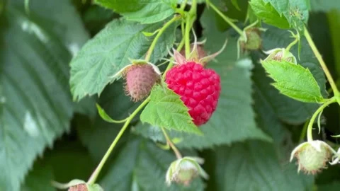 A vibrant red raspberry and unripe berries wave gently in the wind on a leafy gr Stock Footage 331671936