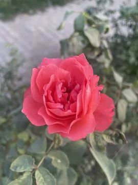 Vibrant Red Rose in Bloom Stock Photos