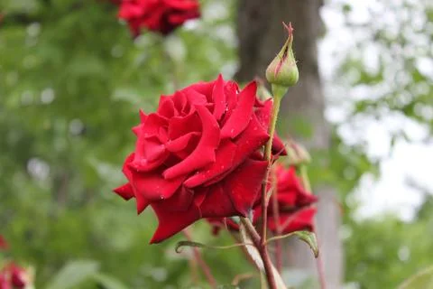 Vibrant Red Rose in Bloom Foto stock