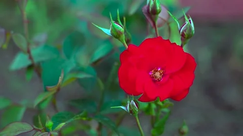 Vibrant red rose blown by the wind copy space for text Stock Footage 158813764