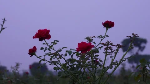 Vibrant Red Rose Bush Vidéo 332620095