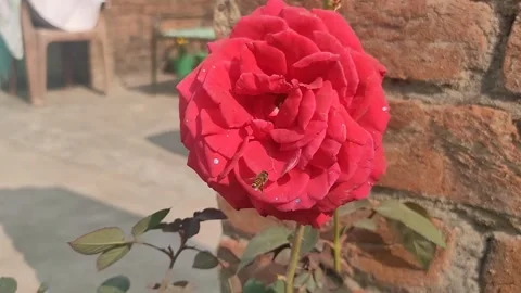 Vibrant Red Rose Close-Up 스톡 동영상 337408720