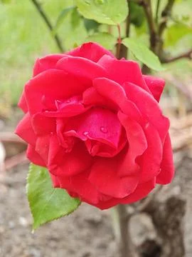 Vibrant Red Rose with Dew Drops in a Garden Stock Photos