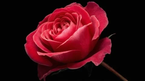 Vibrant Red Rose Opening to Full Bloom Time-lapse Stock Footage 312816443