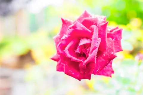 Vibrant red rose Stock Photos