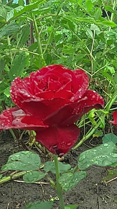 Vibrant red rose swaying gently in green garden Stock Footage 320070677