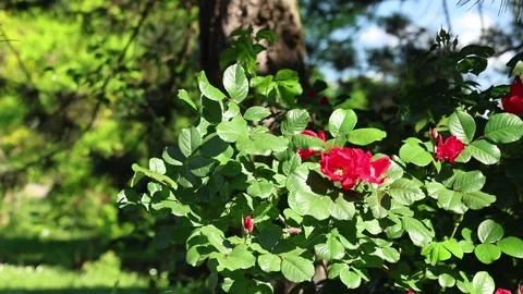 "Vibrant red roses bloom amidst lush green foliage in a sunlit garden setting" Stock Footage 338390149