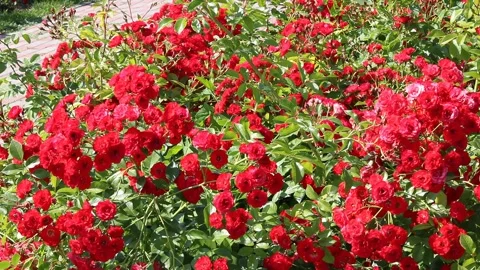 Vibrant Red Roses in Bloom - Close-Up Garden Photography Stock Footage 312074722