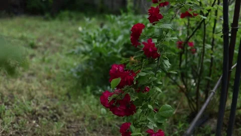 Vibrant red roses bloom on a lush green garden bush with a wooden fence Stock Footage 337134324