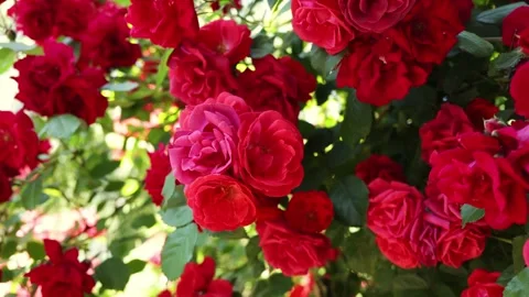 Vibrant red roses bloom in lush green garden on a sunny day Stock Footage 338998899