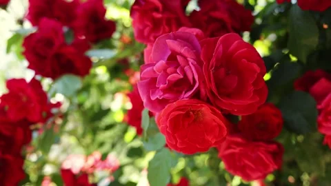 Vibrant red roses bloom in lush garden with soft sunlight filtering through Stock Footage 338998981