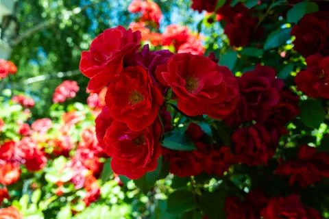 Vibrant red roses bloom profusely on a lush green bush in bright sunlight Stock Photos