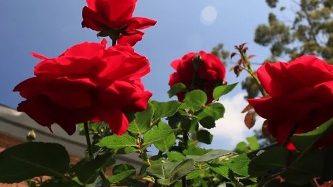 Vibrant Red Roses Stock-Footage 80933703