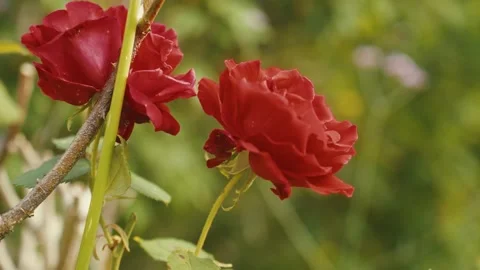 Vibrant Red Roses 動画素材 284762831