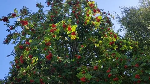Vibrant red rowan tree Sorbus aucuparia with clusters of ripe berries and green Stockbeeldmateriaal 318190010