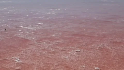 Vibrant red salt flat landscape with scattered white salt formations. Stock Footage 313450285