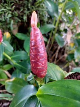 Vibrant Red Shampoo Ginger Bloom Stock Photos