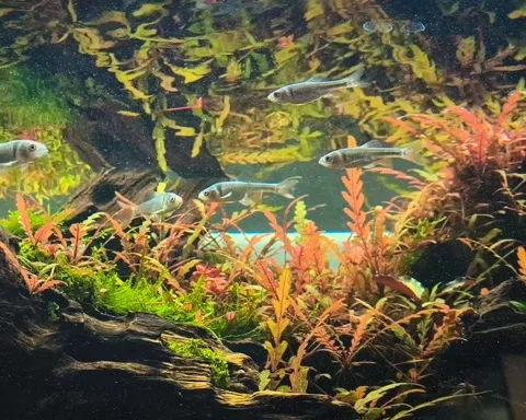 Vibrant Red Shiner Fish School Swimming Stock Video Pond5