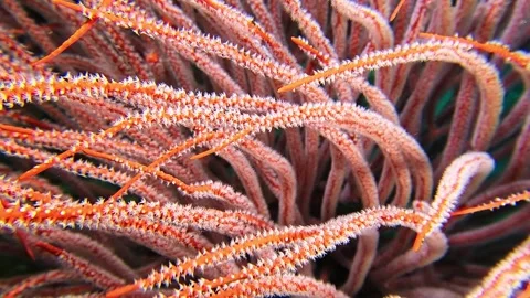 Vibrant Red Soft Coral Gently Waving In The Current 4K 스톡 동영상 256804703