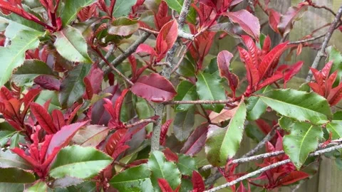 Vibrant red spring bush branches 4K Stock Footage 330743380