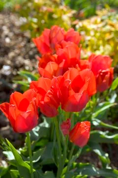 Vibrant red spring tulips Stock Photos