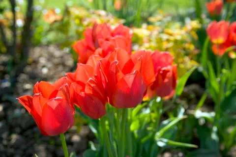 Vibrant red spring tulips Stock Photos