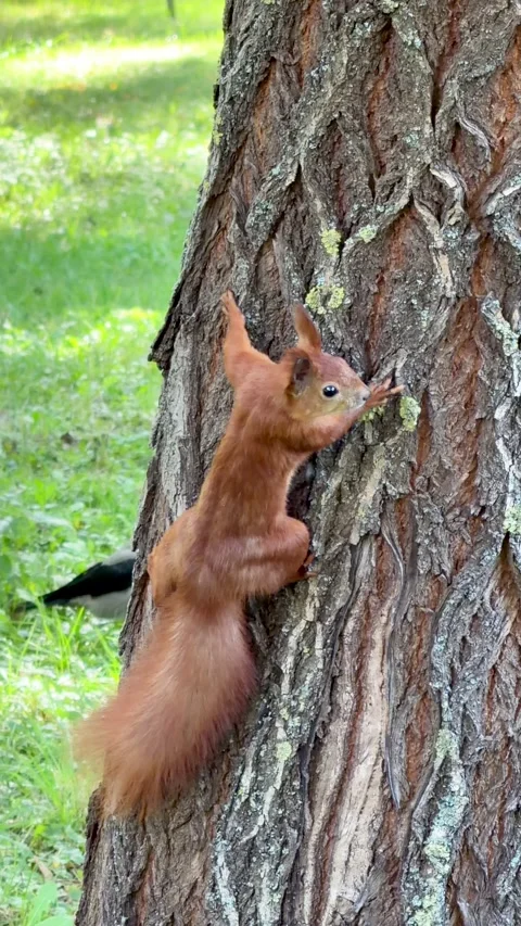 Vibrant Red Squirrel Climbing a Textured Pine Tree Trunk with a Hooded Crow Stock-Footage 347015686
