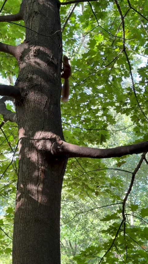 A vibrant red squirrel (Sciurus vulgaris) perched on a large oak tree branch Stock Footage 346636741