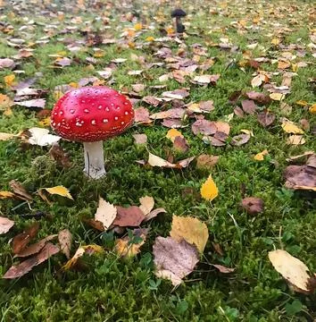 Vibrant Red Toadstool in Close-up with Textured Fungal Caps and Vegetable Roots Фото