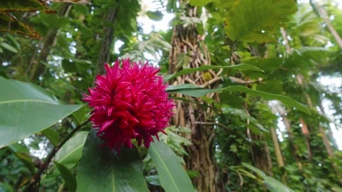 Vibrant Red Torch Ginger in Lush Hawaiian Botanical Garden Stock Footage 317409040