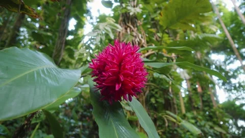 Vibrant Red Torch Ginger in Lush Hawaiian Botanical Garden Stock Footage 317409128