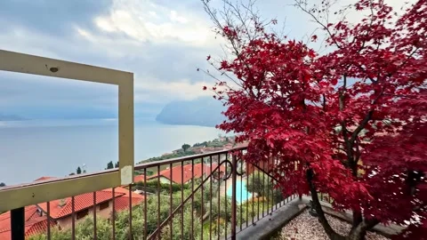 A Vibrant Red Tree Frames a Balcony View Overlooking Rooftops and the Calm Stock Footage 326365036