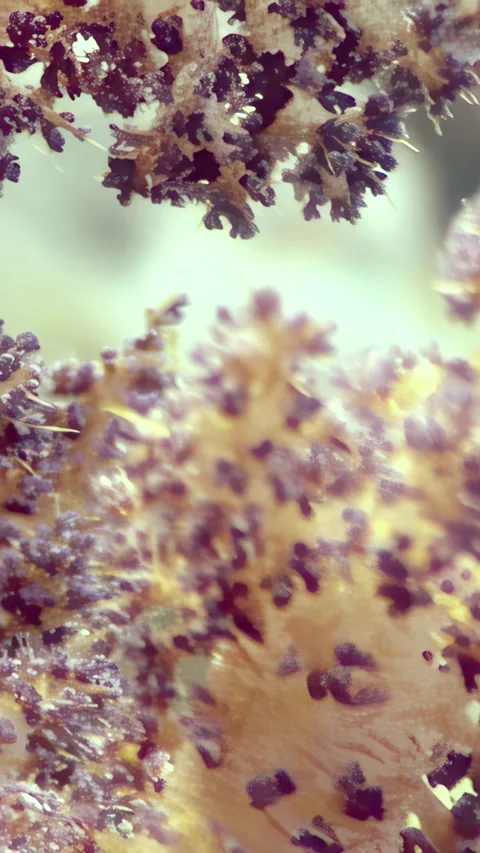 Vibrant Red Tree Soft Corals Flourish Beneath the Red Sea Waves Video stock 320385432