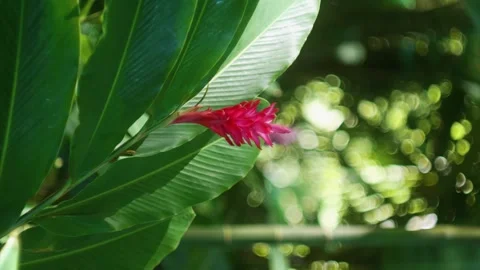 Vibrant Red Tropical Flower in Lush Hawaiian Botanical Garden Stock Footage 317408341