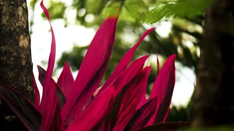 Vibrant Red Tropical Leaves with Soft Green Background, Shallow Depth of Field Stock Footage 325707184