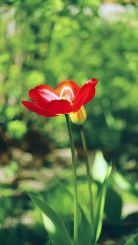 Vibrant Red Tulip Blooming In Spring Garden, A vibrant red tulip stands out Vidéo 334608364