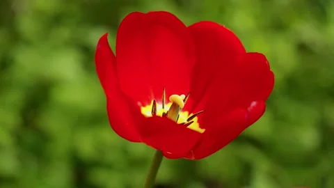 Vibrant Red Tulip Blossom In Spring Garden, flower, nature, floral Vidéo 334608300