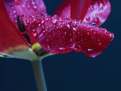 Vibrant Red Tulip with Dewdrops - A Study in Nature’s Beauty Stock Photos