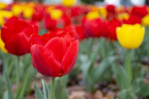 Vibrant red tulip in sharp focus surrounded by blurred red and yellow Stock Photos