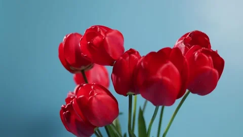 Vibrant red tulips bloom against a clear blue sky, a symbol of spring's arrival Stock Footage 339004872