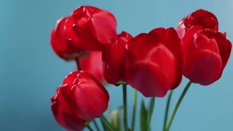 Vibrant red tulips bloom against a clear blue sky background Stock Footage 339005152